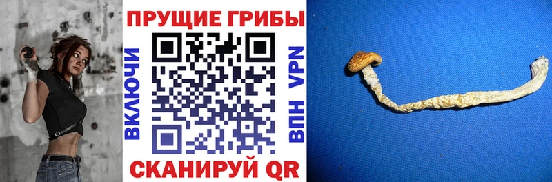 Псилоцибиновые грибы Psilocybine cubensis Кстово